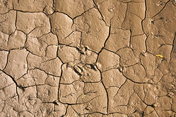 Cracked earth background