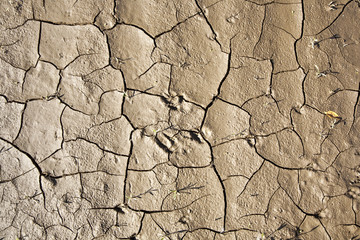Cracked earth background