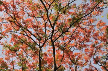 Tree with red leaf, Thailand.