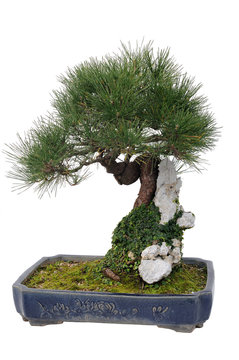 Chinese bonsai tree