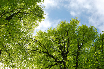 Fototapeta premium Forêt au printemps