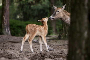 Davidshirsche (Kuh mit Kalb)