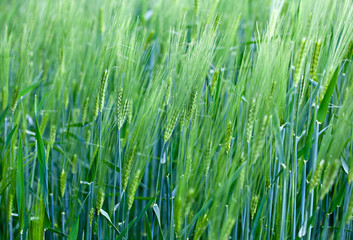 Getreidefeld im Frühjahr