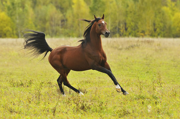 bay horse run gallop in autumn