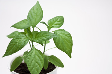 Fototapeta premium chili pepper