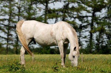 Fototapeta na wymiar Biały Koń wypasu na