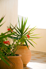 plants in ceramic pots santorini greece