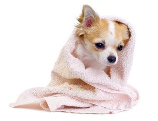 sweet chihuahua with pink towel isolated