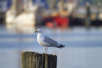Silbermöwe im Kieler Hafen