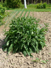 Grande consoude de Russie