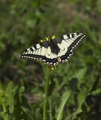 Fototapeta na wymiar Swallowtail on dandeilon.
