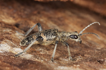 Blackspotted pliers support beetle sitting on wood.
