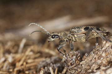Blackspotted pliers support beetle (Rhagium mordax)