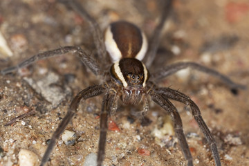Wolf spider on ground. Extreme close-up