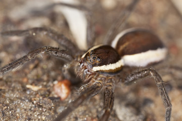 Wolf spider on ground. Extreme close-up