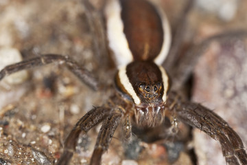 Wolf spider on ground. Extreme close-up