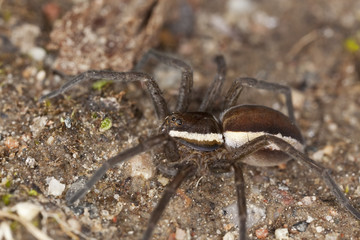 Wolf spider on ground. Extreme close-up