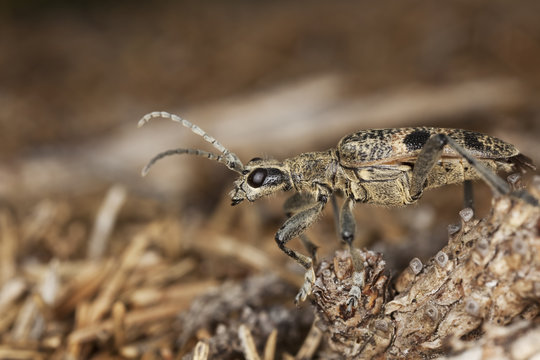 Blackspotted pliers support beetle (Rhagium mordax)