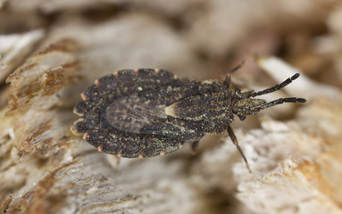 Hemipteron sitting on wood. Extreme close-up