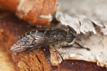 Hosefly resting on wood. Macro photo.