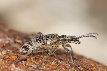 Blackspotted pliers support beetle sitting on wood.
