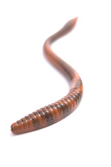 worm