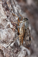 Fly sitting on wood.