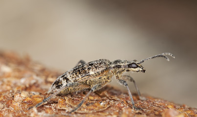 Blackspotted pliers support beetle sitting on wood.