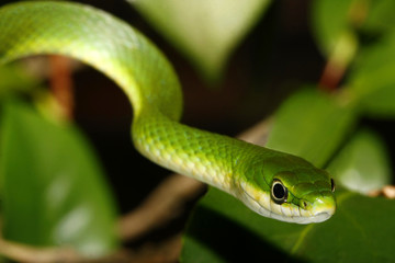Fototapeta premium Rough Green Snake