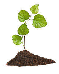 Tree seedling growing from soil