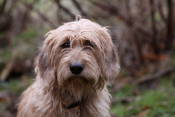 Steirische Rauhhaarbracke