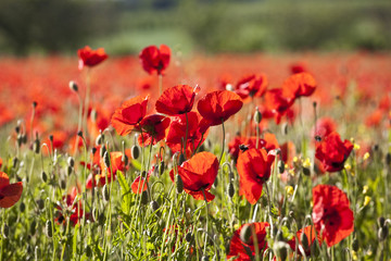 Naklejka premium beautiful colorful poppy flowers on meadow