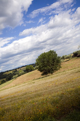 campagna a giugno