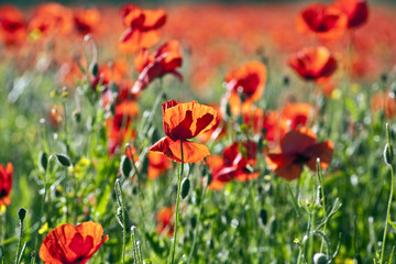 beautiful colorful meadow with flowers