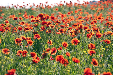 Fototapeta premium beautiful colorful poppy flowers on meadow