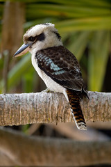 Kookaburra, Lachender Hans