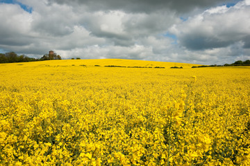Obraz premium Rapeseed field