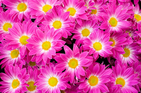 Pink Chrysanthemum background
