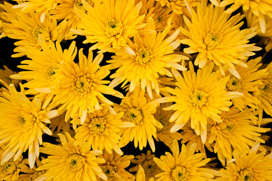 Yellow Chrysanthemum background