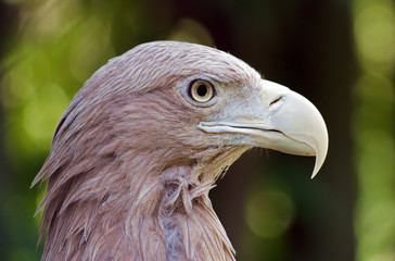 Aquila di mare