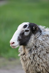 Fototapeta premium Sheep.