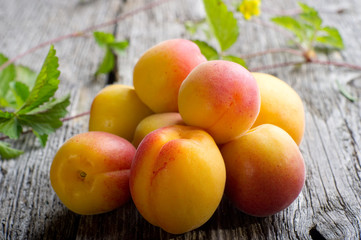 group of apricot - gruppo di albicocche