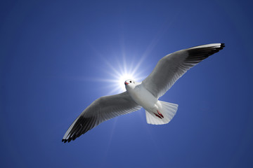 太陽光線とカモメ