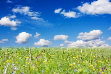 Spring on meadow