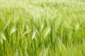 field with green wheat
