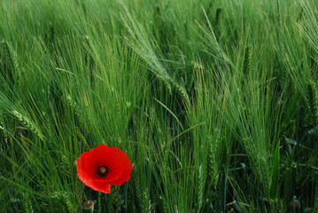 red poppy in barley field