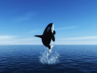 Fotobehang orka © Lucianus