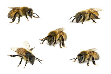 Collection bees on white