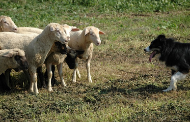 border collie and flock of sheep