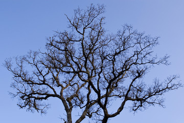 A Silouetted Tree